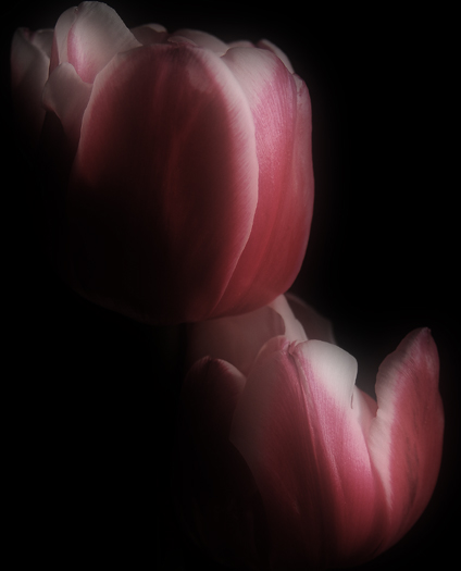 photo "Tulips" tags: nature, flowers