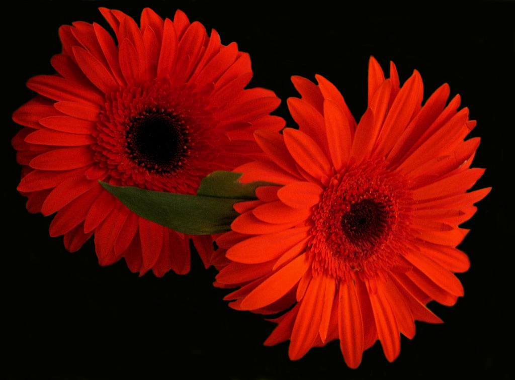 photo "Red and black" tags: nature, macro and close-up, flowers