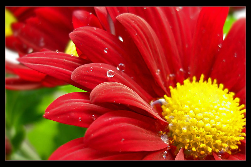 photo "Drops" tags: nature, macro and close-up, flowers