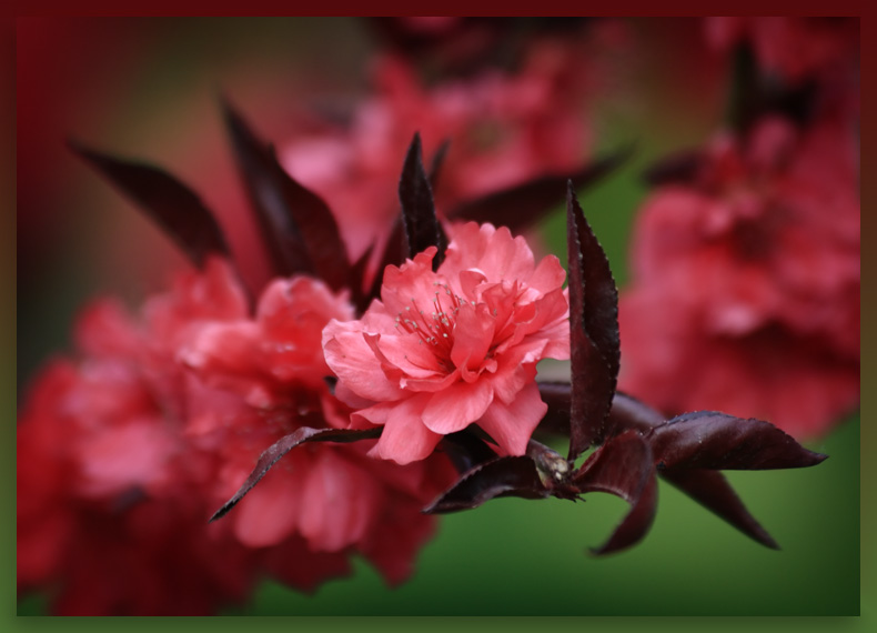 photo "***" tags: landscape, travel, Asia, spring