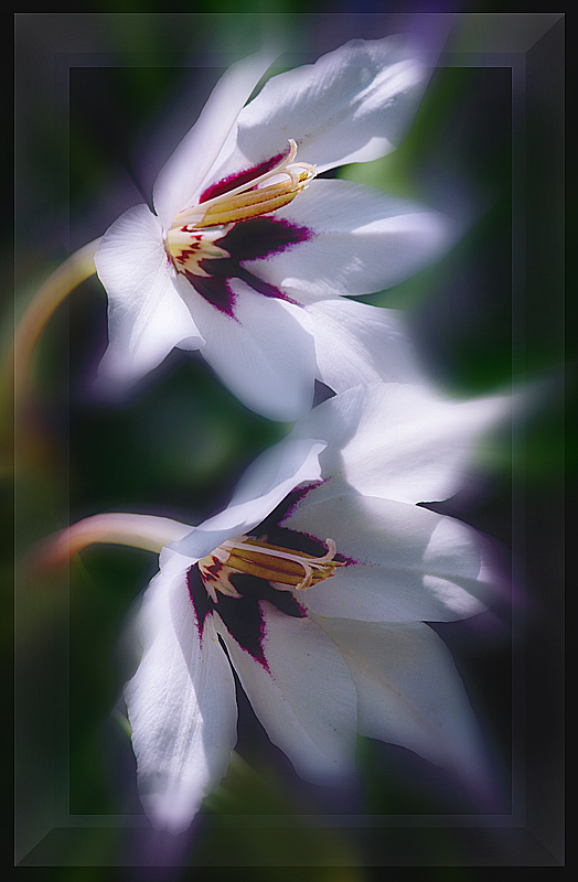 photo "***" tags: nature, macro and close-up, flowers