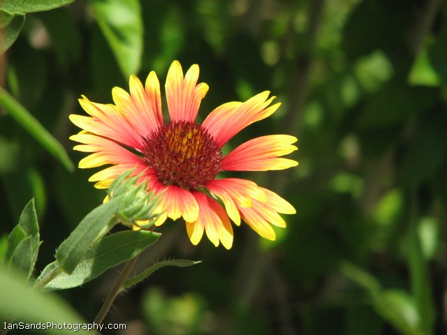 photo "***" tags: nature, flowers