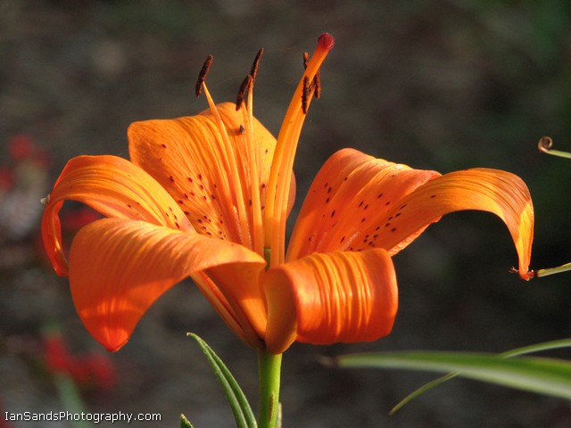 photo "***" tags: nature, flowers