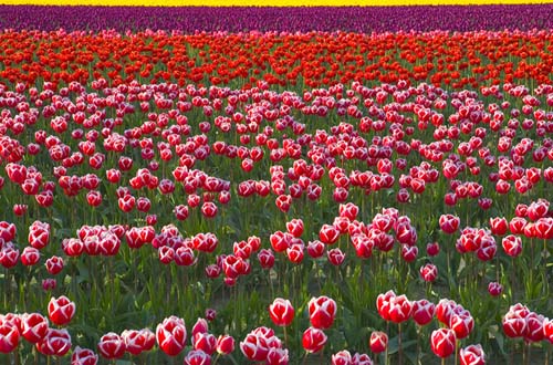 photo "Tulip Field" tags: landscape, nature, flowers, spring