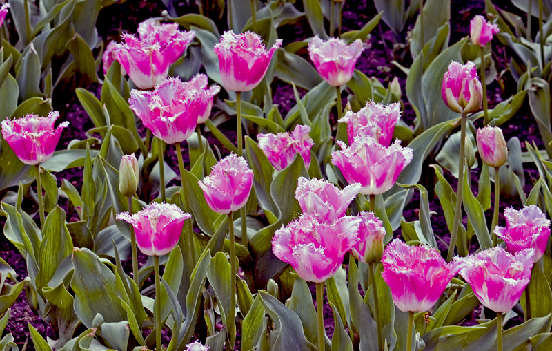 photo "Joy of Springtime" tags: nature, flowers