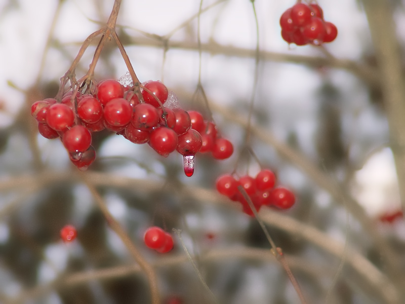 photo "***" tags: nature, flowers