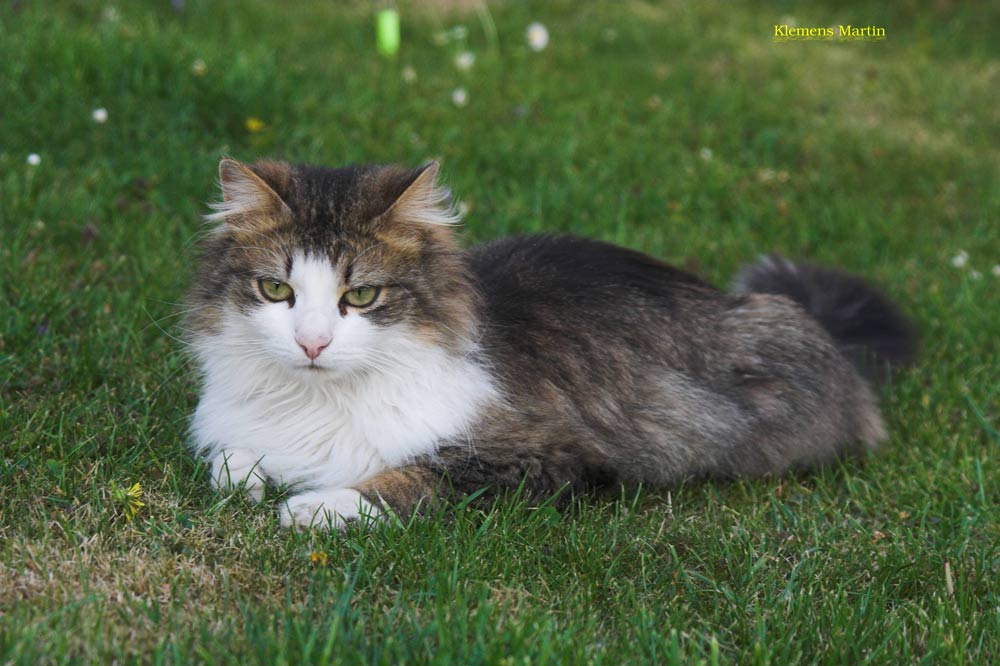 photo "Lucky again" tags: nature, pets/farm animals