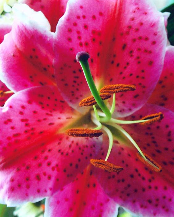 photo "Lily " Pink Stargazer "" tags: nature, macro and close-up, flowers