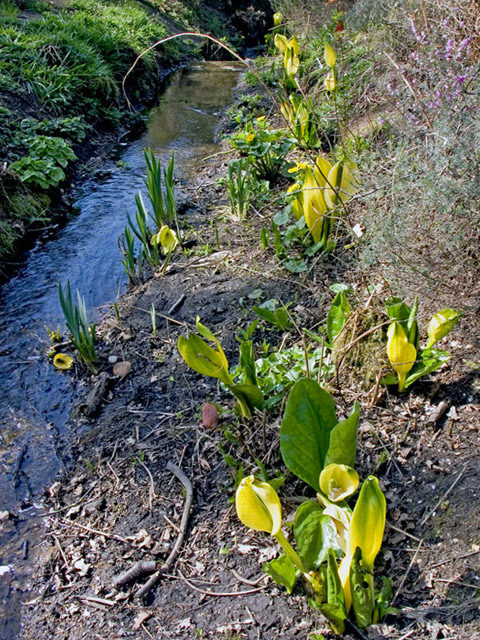 photo "A little stream" tags: nature, 