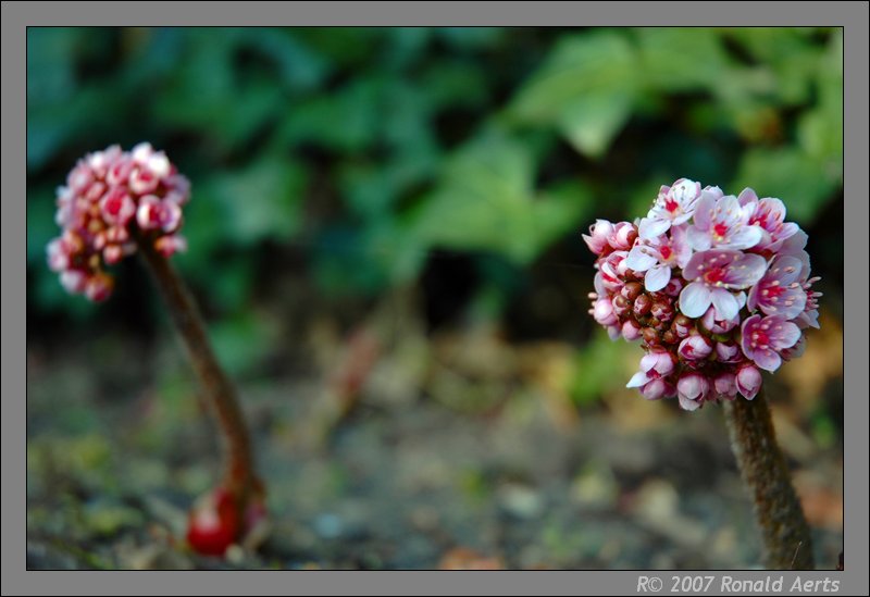 photo "Without leafs." tags: nature, macro and close-up, flowers