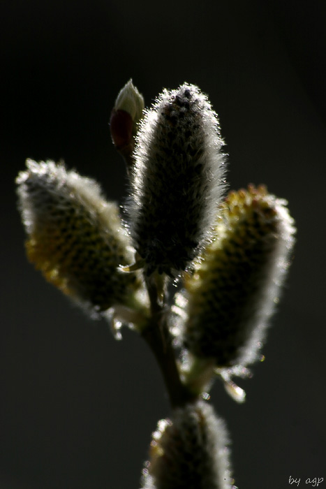 photo "***" tags: nature, macro and close-up, flowers