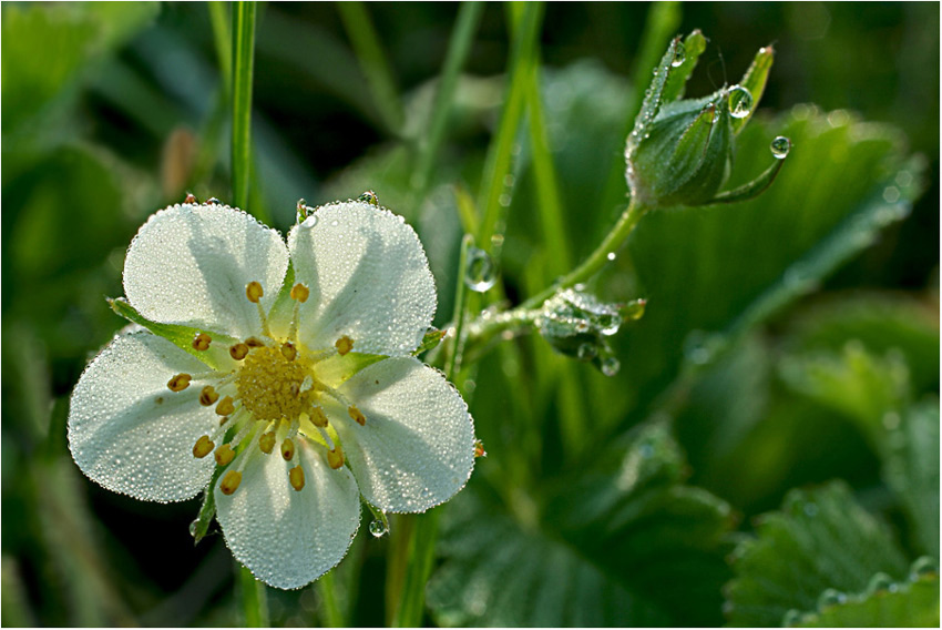 photo "***" tags: nature, macro and close-up, flowers