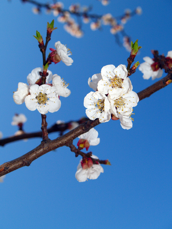 photo "Cherry flower" tags: nature, flowers