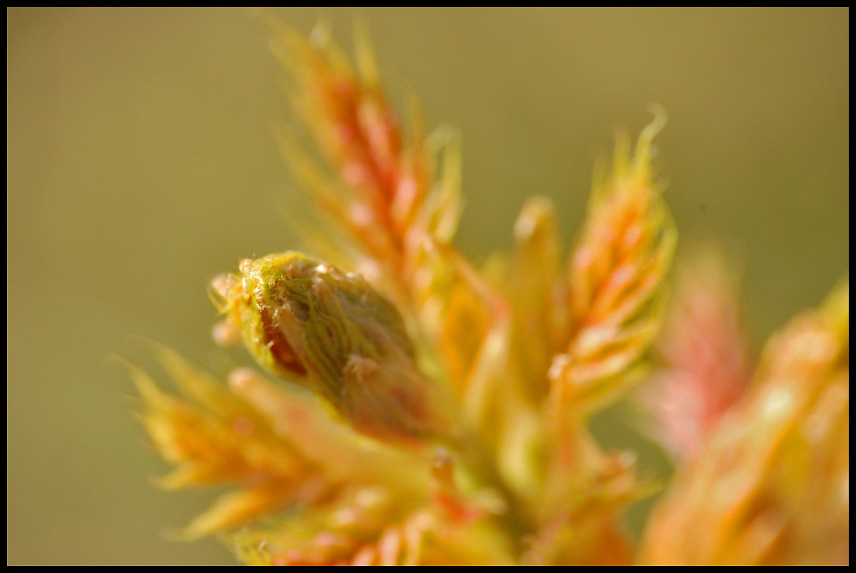 photo "***" tags: macro and close-up, 