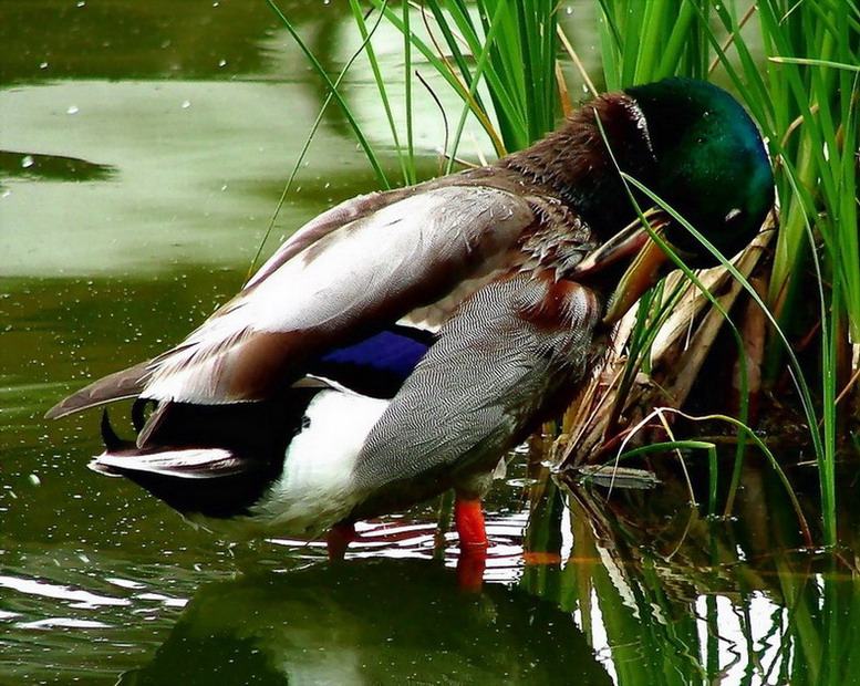 photo "Cleaning" tags: nature, pets/farm animals