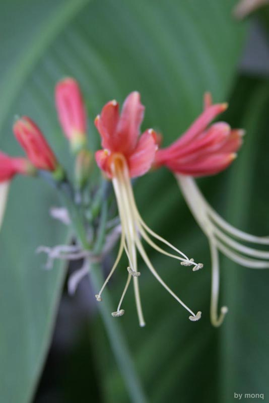 photo "pestik i tychinka" tags: nature, flowers