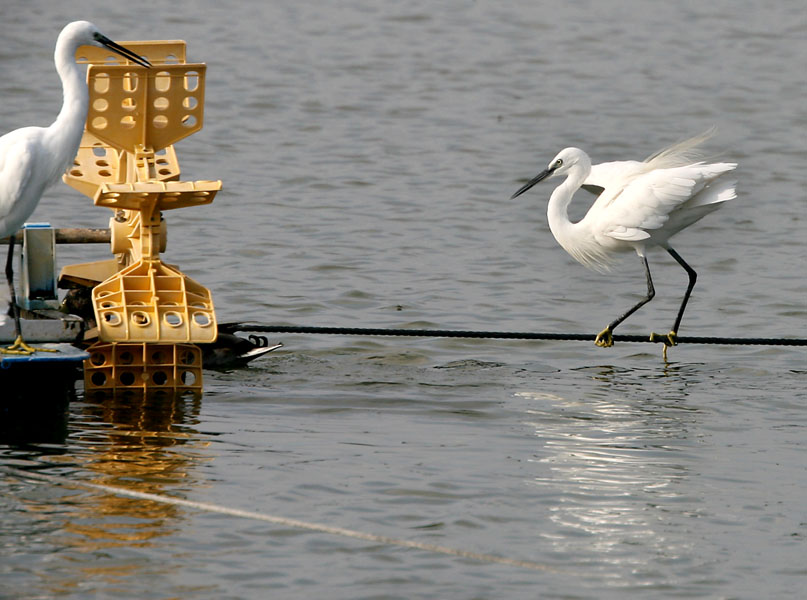 photo "21532.b Tightrope-walker" tags: nature, wild animals