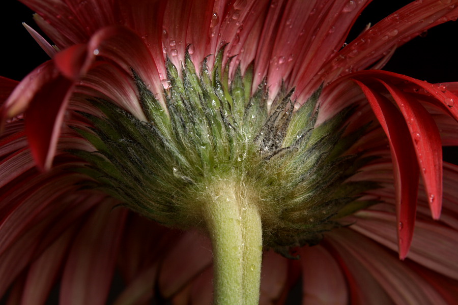 photo "another side of twin flower" tags: nature, macro and close-up, flowers