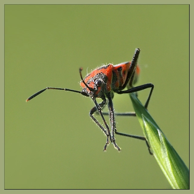 фото "А вот и полечу!  :)" метки: макро и крупный план, природа, насекомое