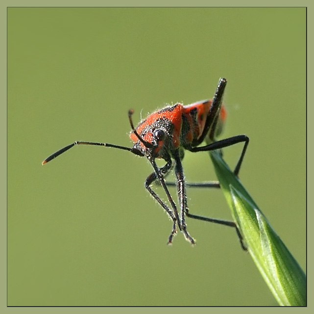 photo "I want to fly! :)" tags: macro and close-up, nature, insect