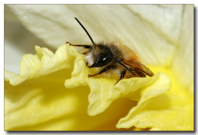 photo "***" tags: nature, macro and close-up, insect