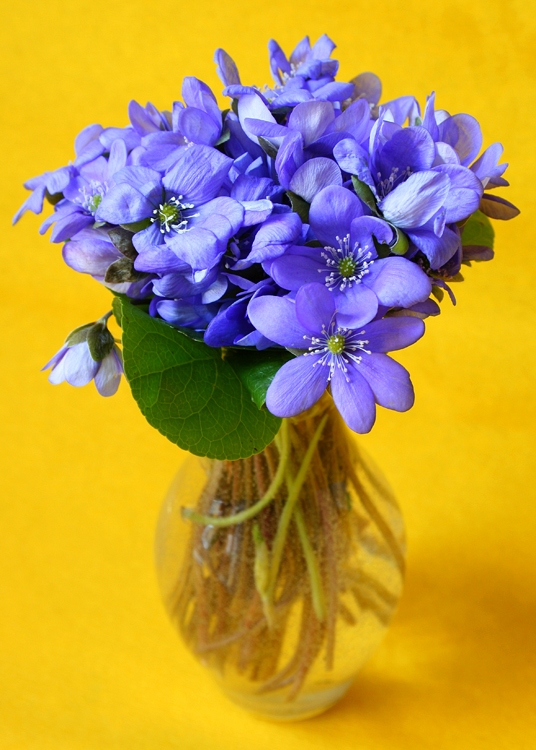 photo "colors of spring" tags: still life, macro and close-up, 