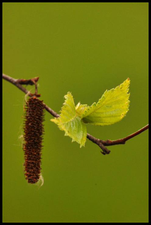 photo "***" tags: macro and close-up, 