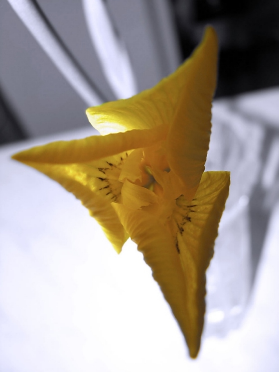 photo "***" tags: macro and close-up, 
