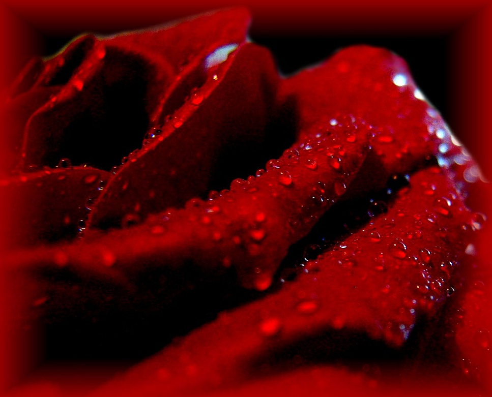photo "***" tags: macro and close-up, 
