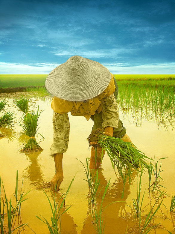 фото "the rice field 2" метки: путешествия, пейзаж, Азия, закат