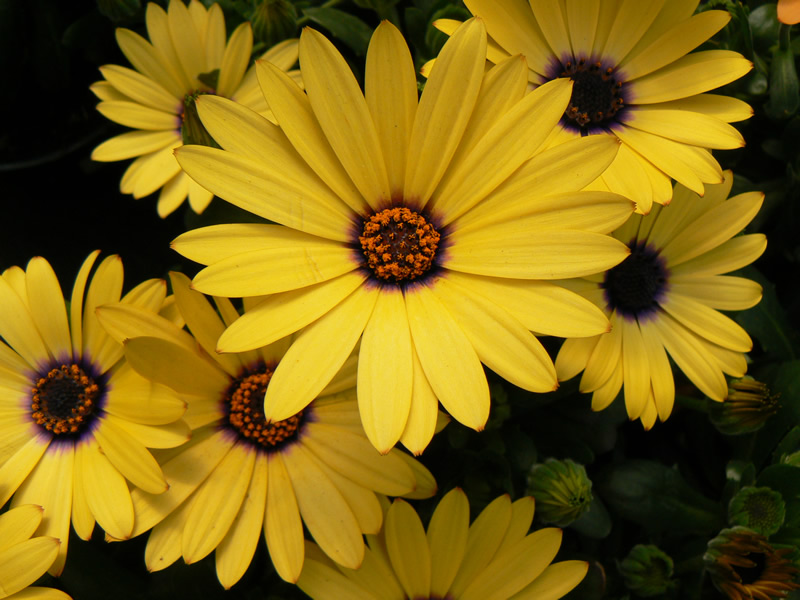 фото "Yellow Flowers" метки: природа, макро и крупный план, цветы