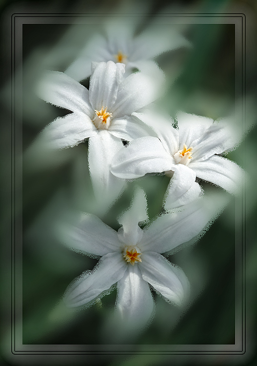 photo "***" tags: nature, macro and close-up, flowers