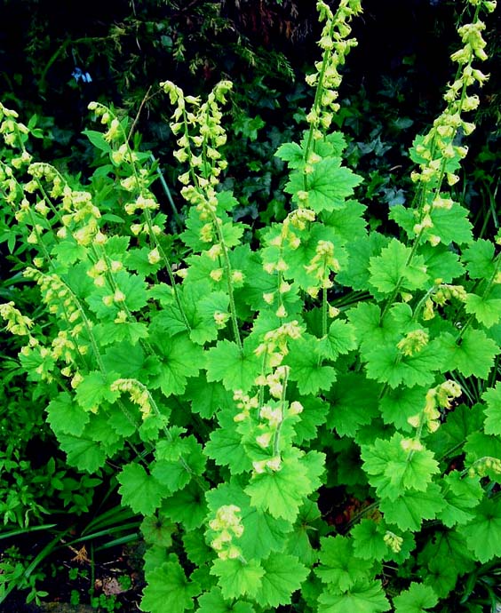 photo "" Tellima Grandiflora "" tags: nature, flowers