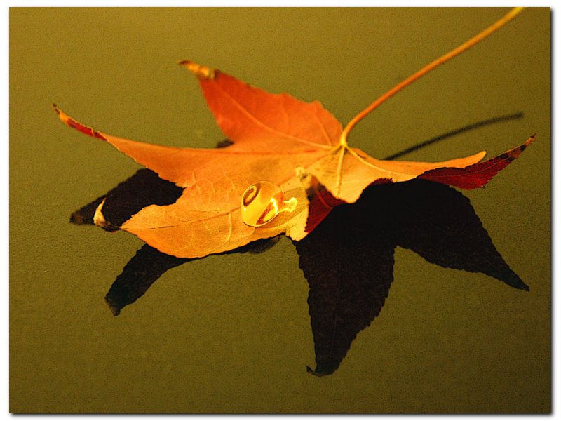 photo "the leaf ... autumn..." tags: nature, flowers
