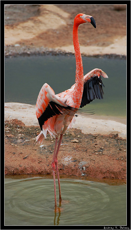 photo "***" tags: nature, wild animals