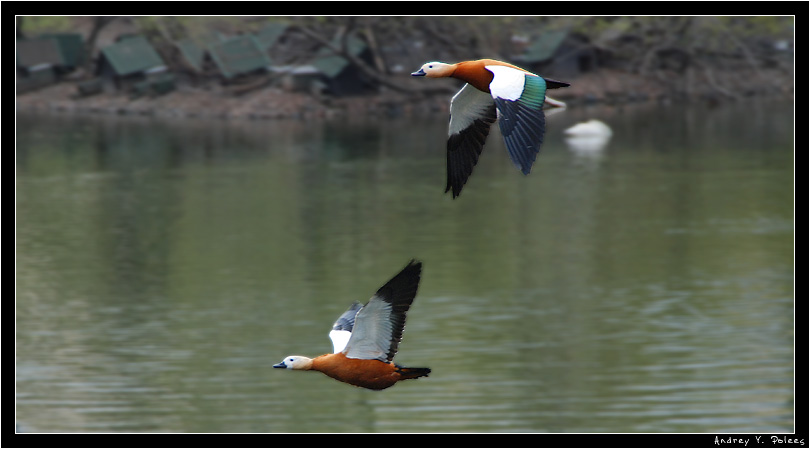 photo "***" tags: nature, wild animals