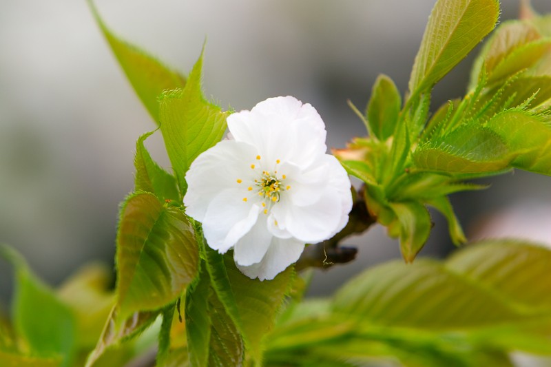 photo "White lonely sakura" tags: nature, flowers