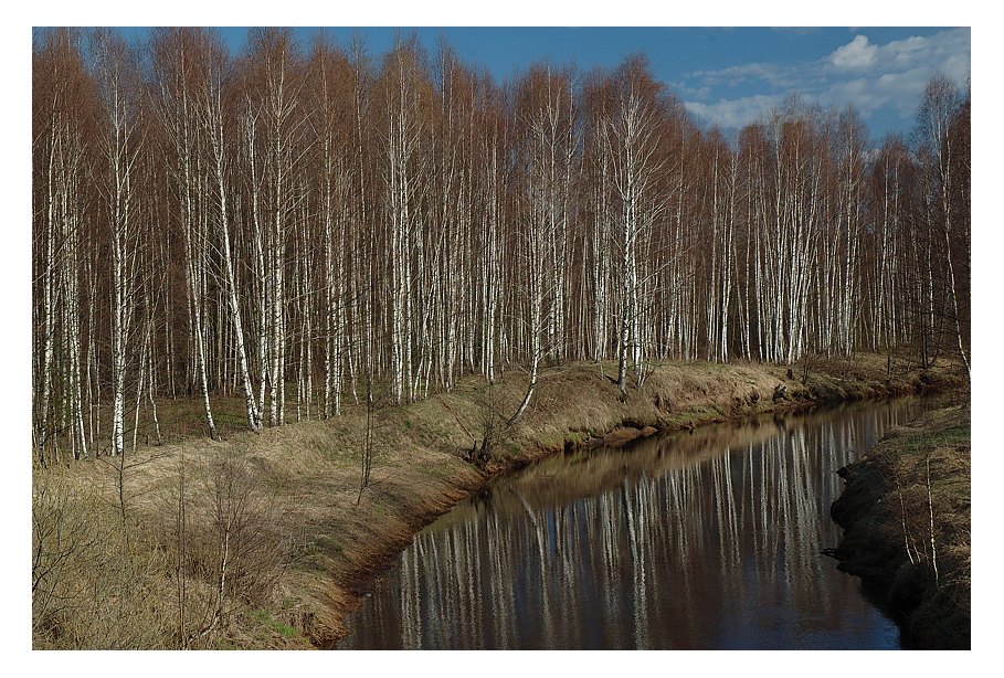 фото "Про страну березового ситца" метки: пейзаж, весна, лес