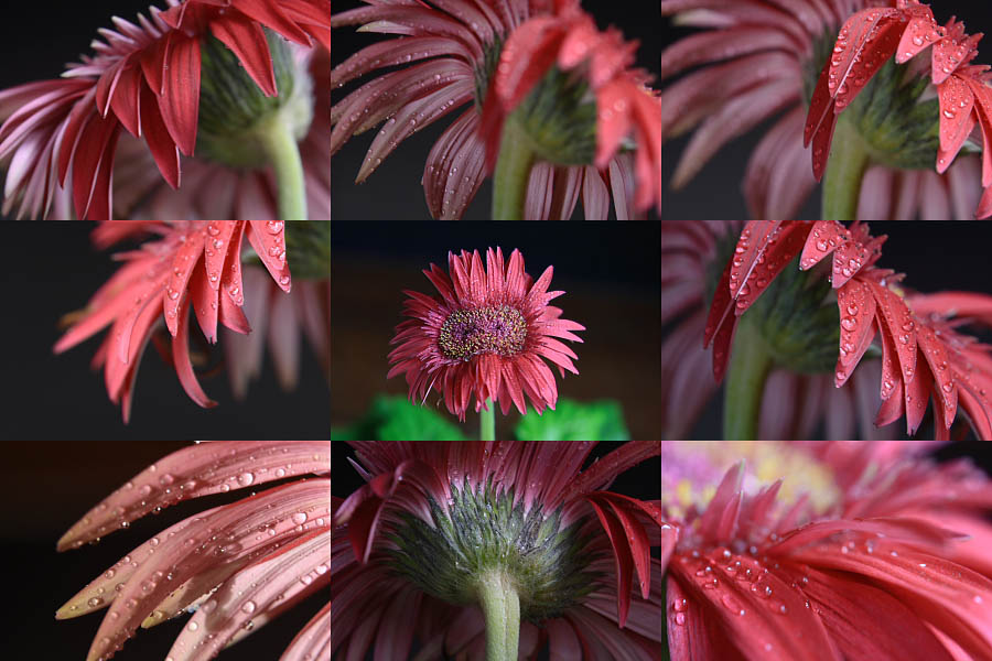 photo "faces of twin flower" tags: , 