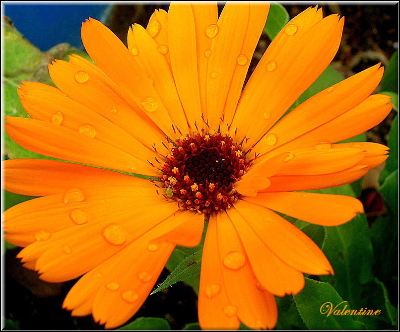 photo "***" tags: nature, flowers