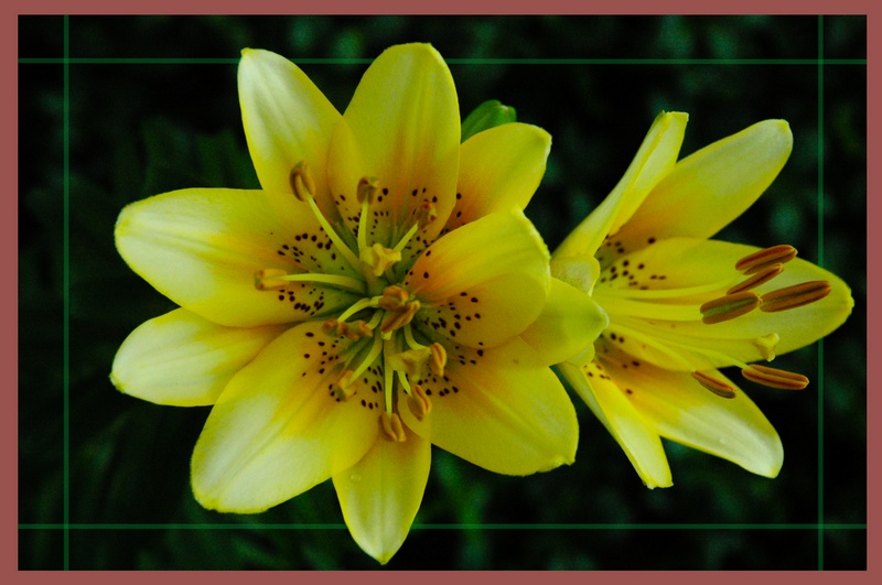 фото "Tiger Lily" метки: природа, макро и крупный план, цветы