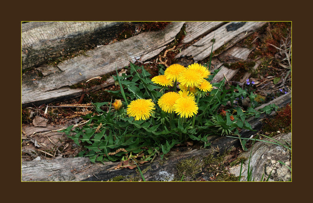 photo "new" tags: nature, flowers