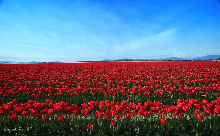 photo "Tulip Field" tags: nature, landscape, flowers, spring