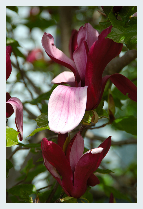 photo "***" tags: nature, flowers