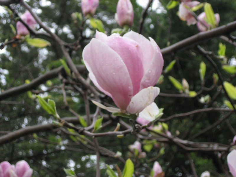 photo "***" tags: landscape, macro and close-up, spring