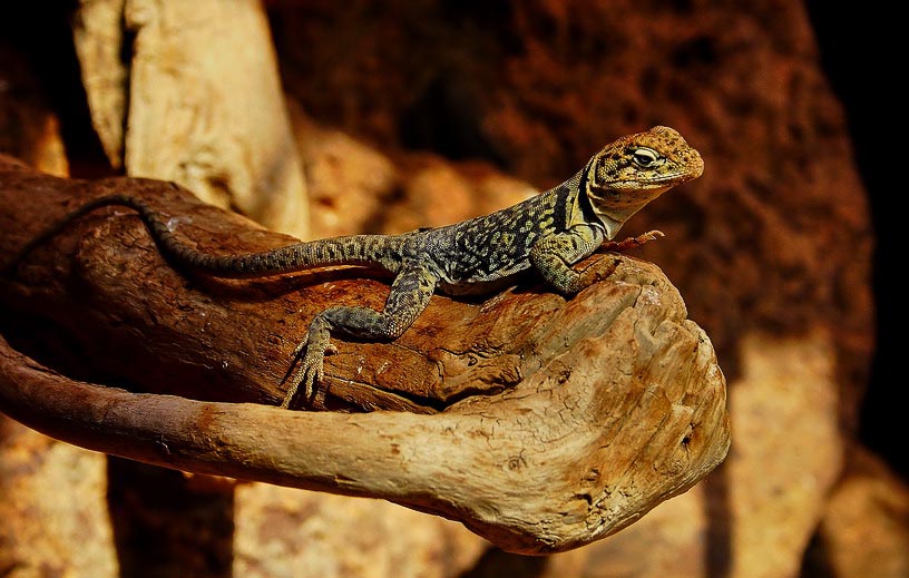 photo "Meditation" tags: nature, wild animals