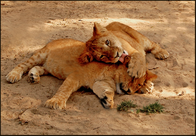 photo "You have something behind the ear" tags: nature, wild animals