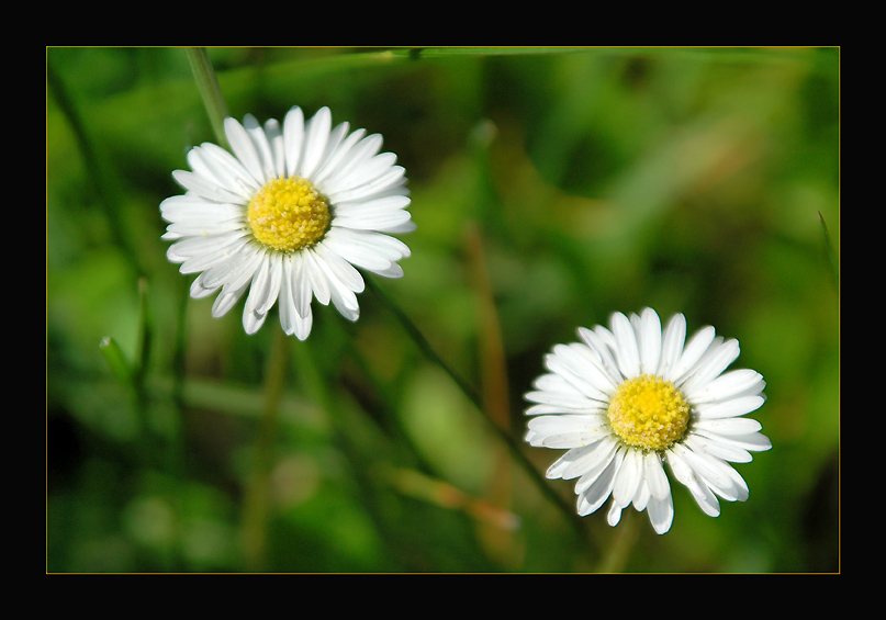 photo "Twins" tags: nature, macro and close-up, flowers