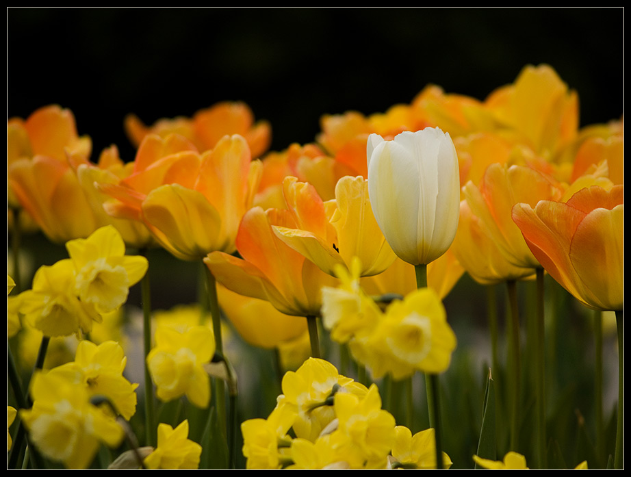 photo "White between Yellows" tags: nature, landscape, flowers, spring