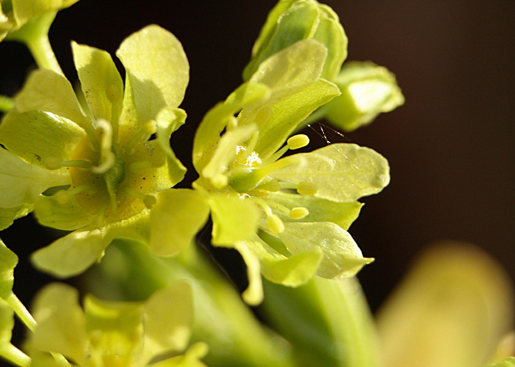 photo "Maple blooms" tags: macro and close-up, 